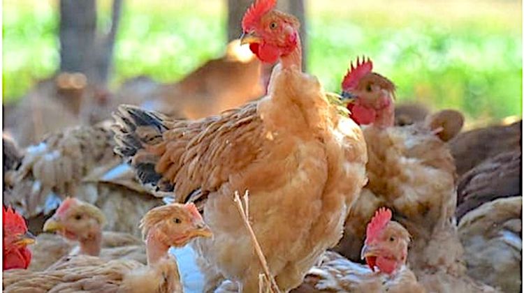 DÉSTOCKAGE – Opération inédite de Maïsadour dans le Gers